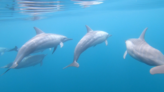 Slow motion of a Group of Spinner dolphins swimming under the surface, Moorea, 4K UHD