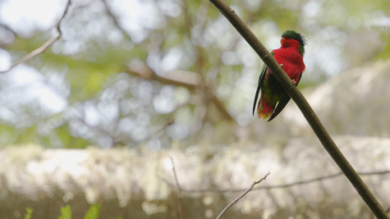 Rimatara, vini kuhlii, endemic bird of Austral islands, 4K UHD