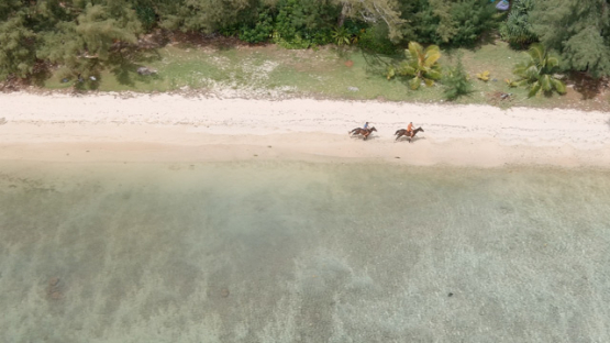 Rurutu, aerial drone view of horses running on the beach, 4K UHD
