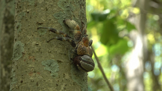 Coconut crab climbing a tree