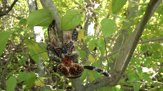 Coconut crab climbing a tree