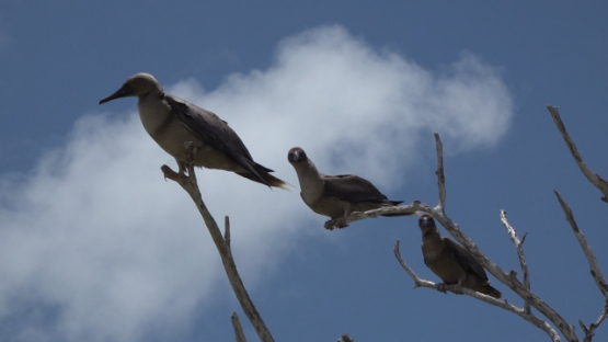 Three red-footed boobies on a branch