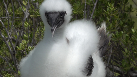 Juvenile booby in its nest