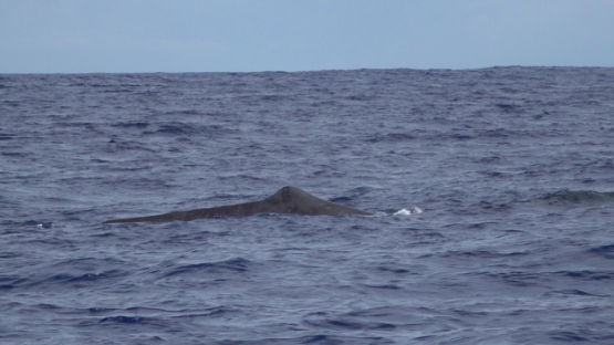 Sperm whales swimming and blowing at the surface of the ocean, Moorea