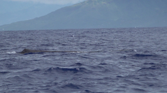 Sperm whale swimming and blowing at the surface of the ocean, Moorea