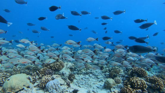 School of red paddletail snappers over the coral reef