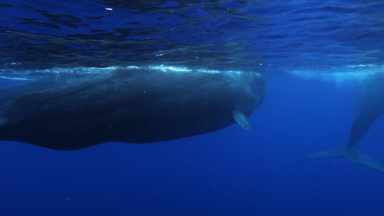 Sperm whales swimming under the surface of the ocean, Moorea, slowmo