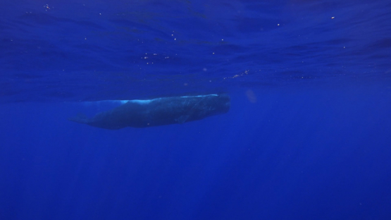 Sperm whales swimming under the surface of the ocean, Moorea, slowmo