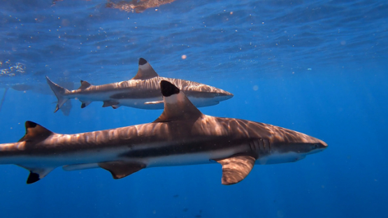 Group of Black tip lagoon sharks evolving under the surface of the ocean