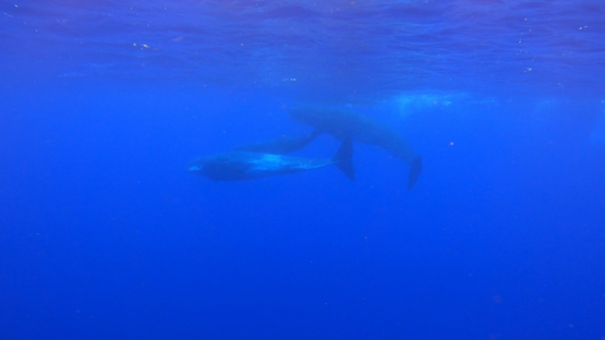 Sperm whales and calf swimming under the surface of the ocean, Moorea, slowmo