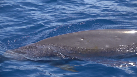 Moorea, Blainville s beaked whales or dense-beaked whales taking breath at the surface
