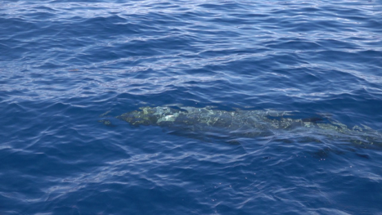 Moorea, Blainville s beaked whales or dense-beaked whales swimming shallow