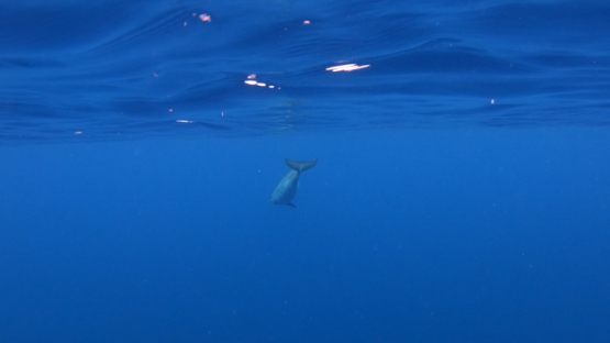 Moorea, Blainville s beaked whales or dense-beaked whales swimming under the surface