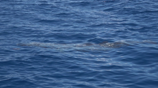 Moorea, people observing Blainville s beaked whales or dense-beaked whales breathing at the surface