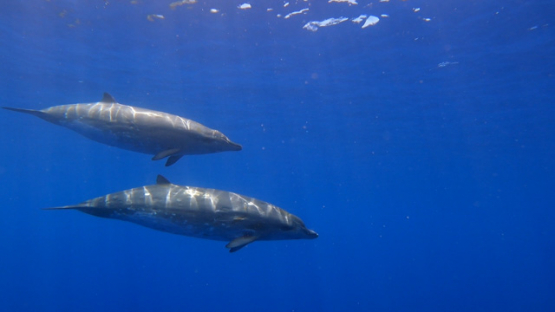 Moorea, Two Blainville s beaked whales or dense-beaked whales swimming shallow