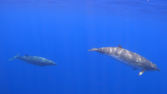 Moorea, Three Blainville s beaked whales or dense-beaked whales swimming shallow