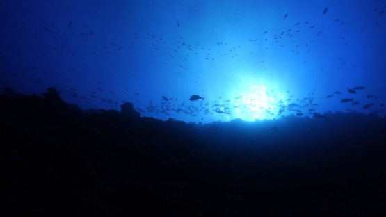 Undersea life under the sunlight along the coral reef of New Caledonia, slow motion