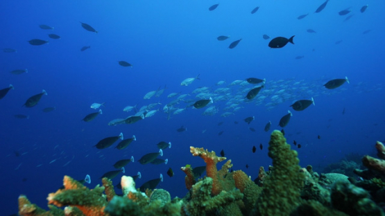 Undersea life from New Caledonia, unicorn fishes and jackfishes along the coral reef, slow motion