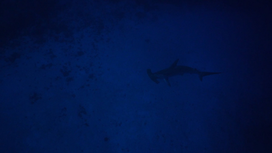 Big hammerhead shark in the deep blue sea of New Caledonia, slow motion