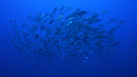 Big eye trevally jackfishes schooling in the blue, New Caledonia, slow motion