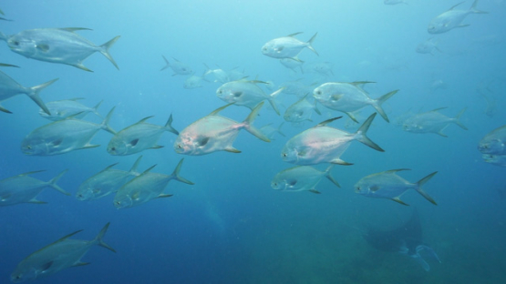 New Caledonia, large group of black fins jackfishes, slow motion