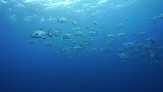 New Caledonia, large group of black fins jackfishes, slow motion