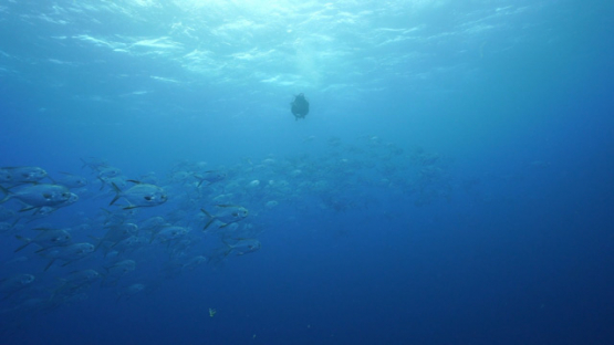New Caledonia, scuba diver swimming among a large group of black fins jackfishes, slow motion