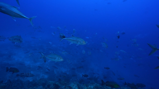 New Caledonia, slow motion of big eyes trevally in the blue