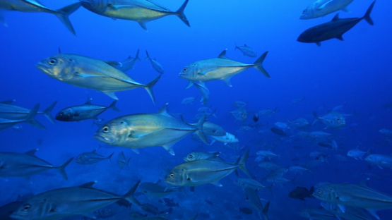 New Caledonia, slow motion of big eyes trevally in the blue