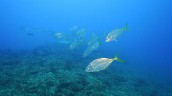 New Caledonia, groupe of blue trevally with yellow line, slow motion