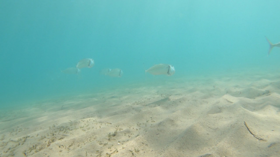 New Caledonia, bonefishes opening their mouth in the lagoon