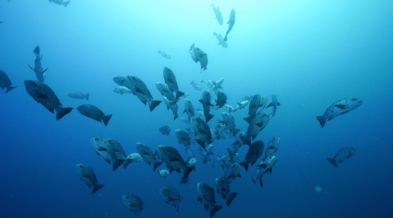 New Caledonia, large group of snappers in the blue, slow motion