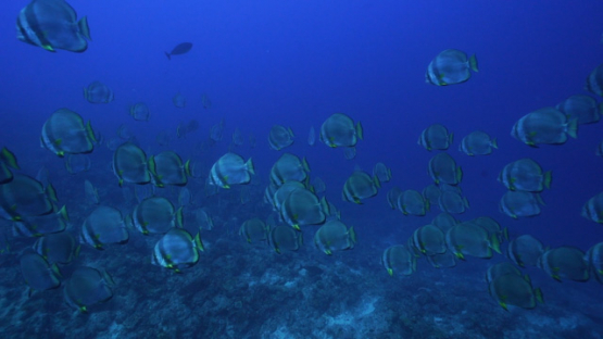 New Caledonia, big group of batfishes, slow motion