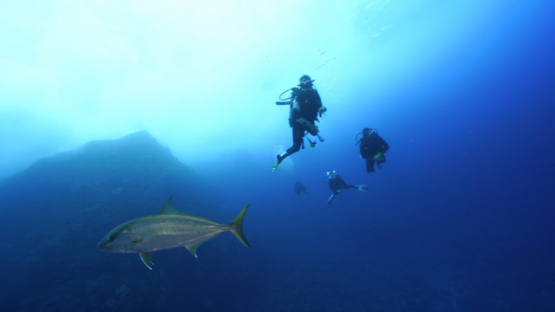 New Caledonia, amberjack swimming past a group of divers in the blue, 4K UHD