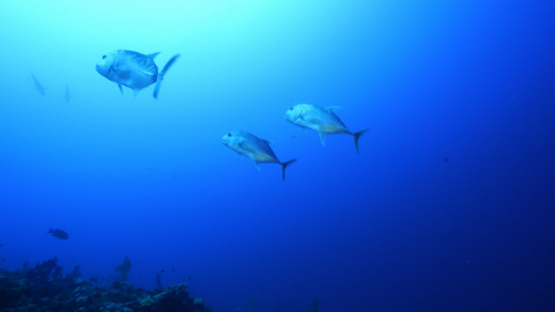 New Caledonia,  big head trevally jack fishes over the coral reef, 4K UHD
