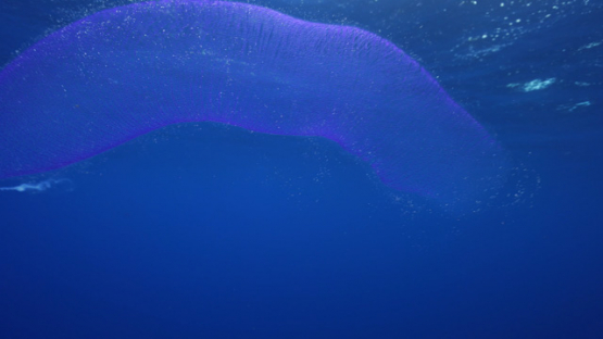 New Caledonia, giant tubular pyrosome in the blue, 4K UHD