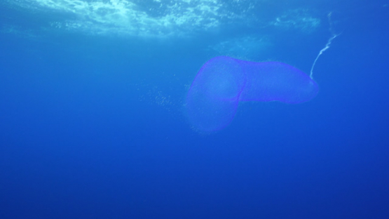New Caledonia, giant pyrosome in the blue, 4K UHD