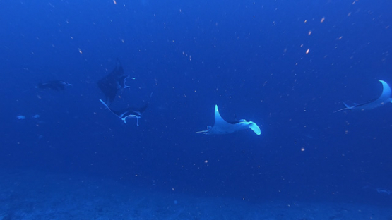 New Caledonia, eight manta rays birostris alfredi swimming along the reef, slow motion