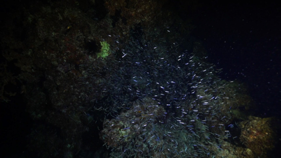 New Caledonia, huge group of fry filmed by night over the coral reef