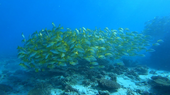 New Caledonia, group of blue lined yellow snappers over the coral reef, slow motion