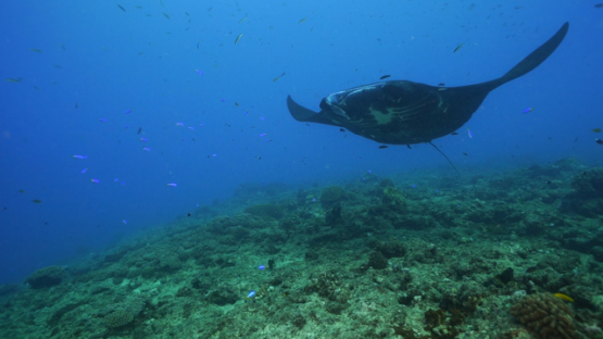 New Caledonia, Manta ray swimming along the coral reef, slow motion