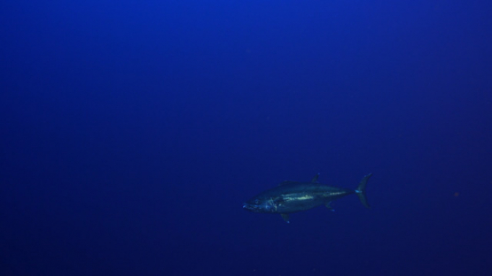 New Caledonia, dog tooth tuna in the blue, 4K UHD