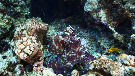 New Caledonia, octopus evolving on the reef and changing color, 4K UHD