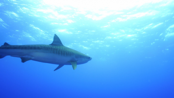 New Caledonia, tiger shark swimming toward the camera, 4K UHD