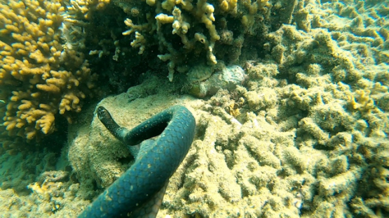 New Caledonia, Two  Olive-brown sea snakes in breeding season, slow motion