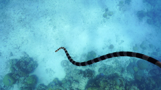 New Caledonia, New Caledonian sea krait swimming to the bottom of the lagoon, slow motion