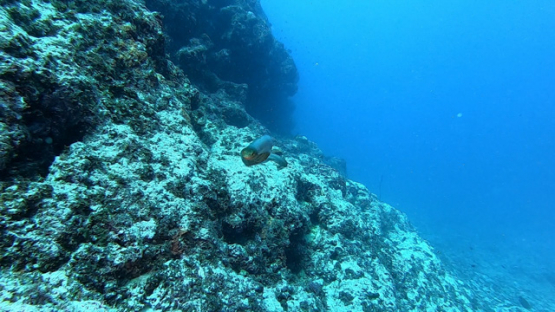New Caledonia,  Olive-brown sea snake swimming toward the camera, slow motion