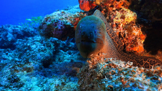 New Caledonia, giant morey eel in the coral reef facing the camera, slow motion