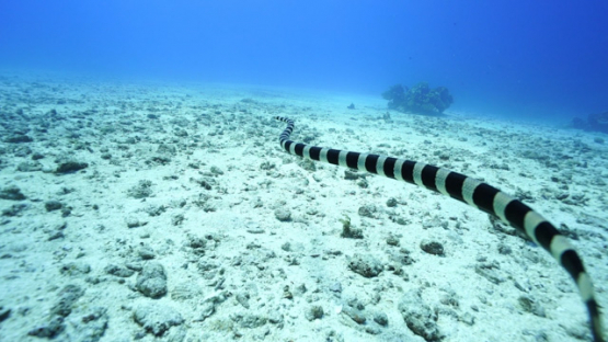 New Caledonia, New Caledonian sea krait swimming over the bottom of the lagoon, slow motion