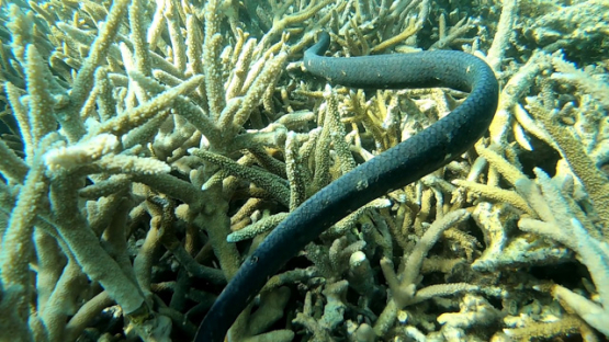 New Caledonia,  Olive-brown sea snake swimming in the branch corals, slow motion